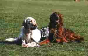 Paramount&acute;s Star Baxter von der Guldegg mit seinem besten Freund Gino vom Fischabachl,&nbsp; Bes: Adolf Haag, Gaaden