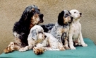 Seiten, die unsere Setter von einer ganz speziellen Seite pr&auml;sentieren