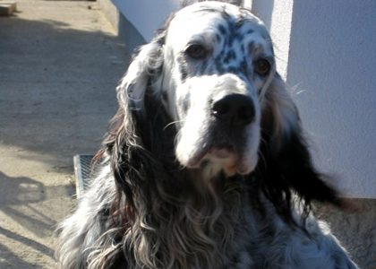 Shelby mit 9 Jahren