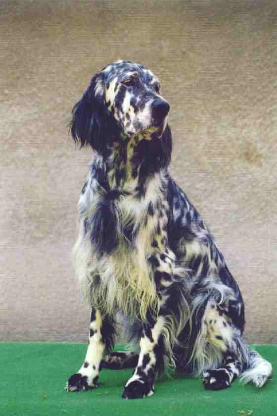 Our Midsummer Skye "Summer"