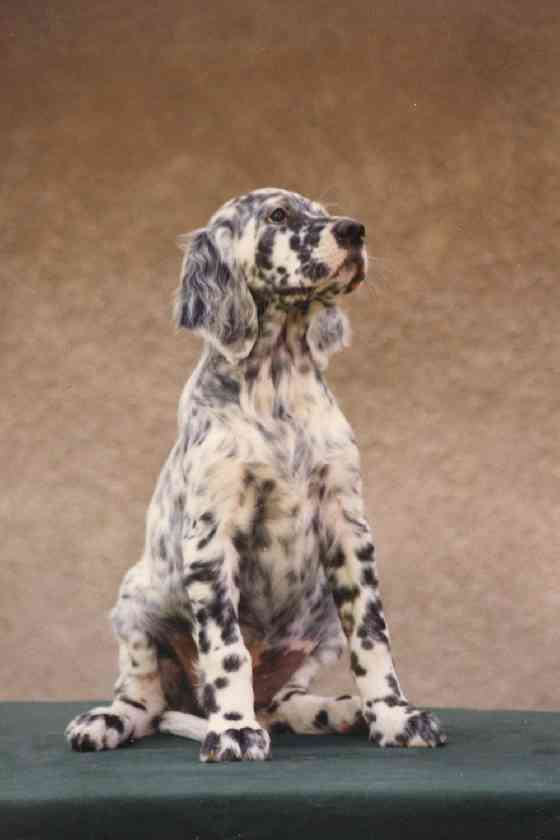 Our Midsummer Skye "Summer"