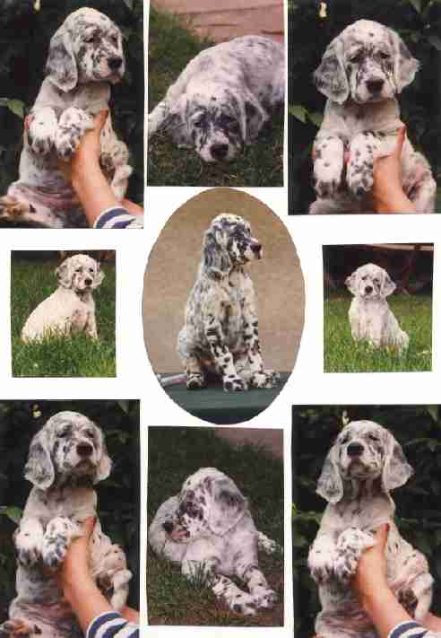 Aristokratisch, edel, gewitzt, unternehmungslustig ... oder einfach nur LIEB !