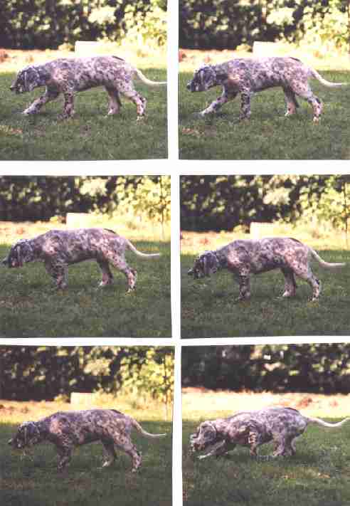 Summer zeigt schon im Alter von 8 Wochen ihre k&uuml;nftigen Vorstehmanieren