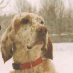 Holly Orange Lady of Snowdrift