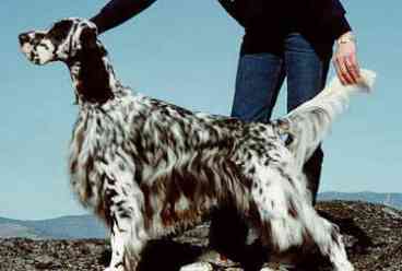 Meshach