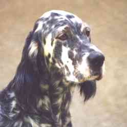 Our Midsummer Skye von der Guldegg mit 3½ Jahren