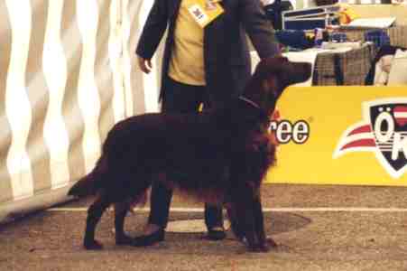 CACIB, BOB, BOG 2.Pl. - Mr. Murphy von Pinkafeld