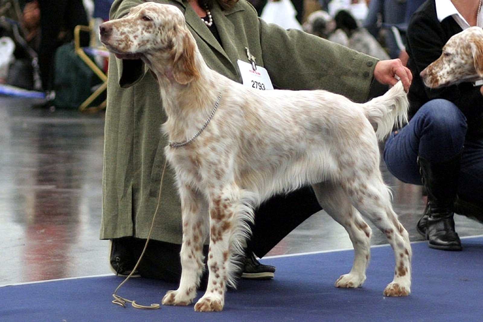 Hazel