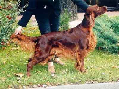 Multi-Ch. VICARY'S UP TO GLORY wird Landessiegerin Bayern und Rassebeste