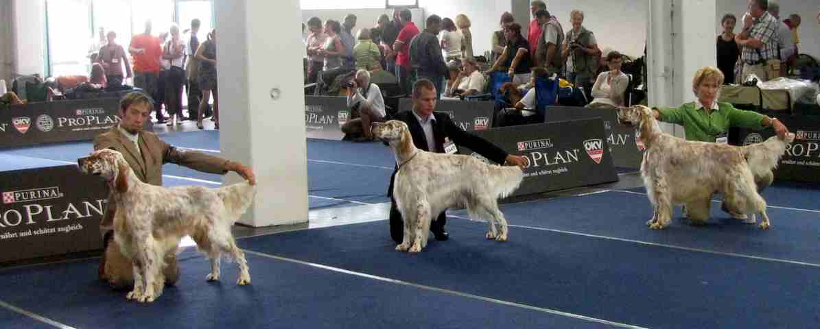 Fairray Expertise, Cheek by Jowl von der Guldegg und Yasper's Lucky Spirit von der Guldegg