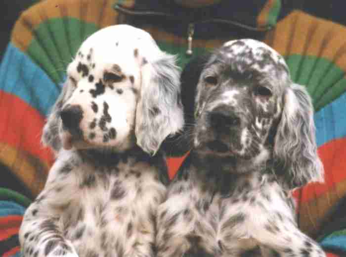 Chelsea und Justy mit 9 Wochen