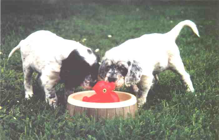 Shadow und Frosty mit 6 Wochen