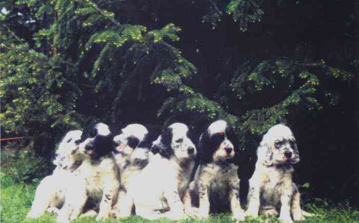 Jeanny, Shadow, Natty, Nini, Nancy und Frosty