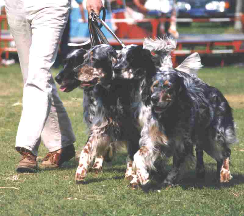 Shadow, Frosty, Nini und Jeanny im Juni 1997