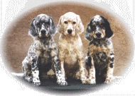 Accolade, Ridge und Mitch mi 8 Wochen