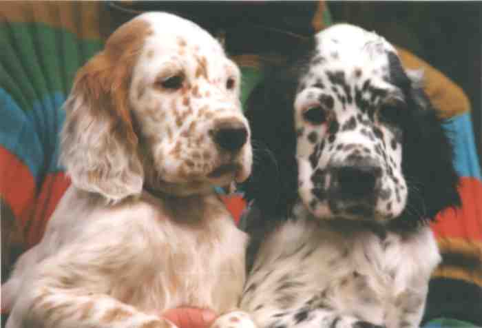 Winnie und Benny mit 9 Wochen