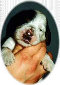 Hetty