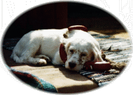 Sunny-Tailor mit 7 Wochen