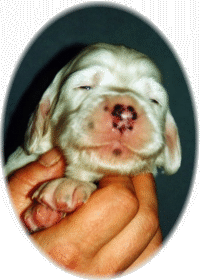 Tammy