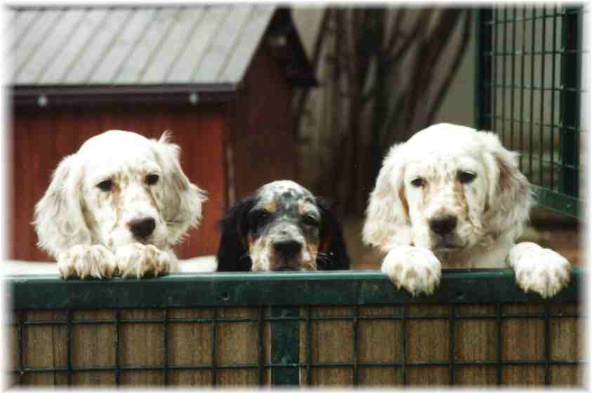 Tailor, Spencer und Scout