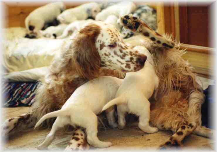 Winnie und zwei besonders Gewitzte