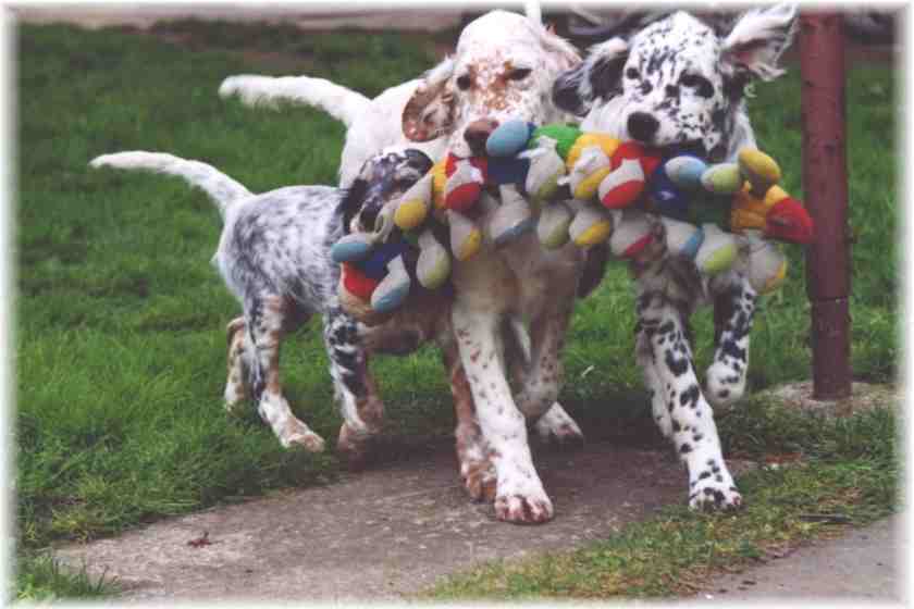 Ein unschlagbares Trio - Spencer, Romy und Blue