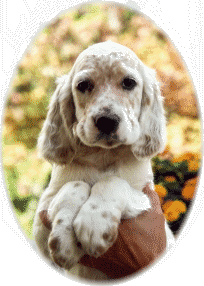 Casey mit 9 Wochen