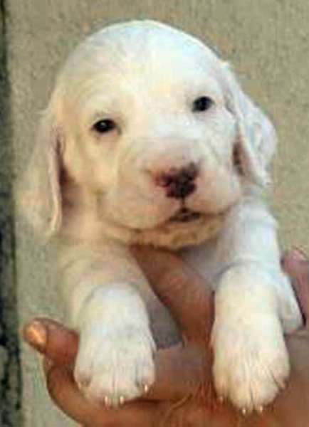 Cooper
