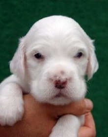 Jasper