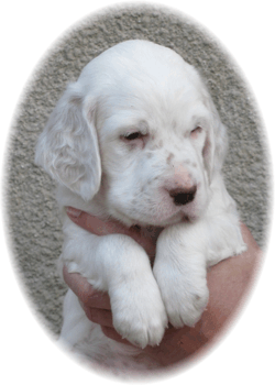 Lancelot