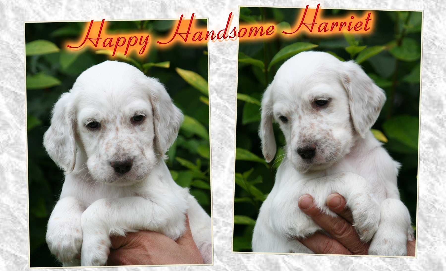 Harriet